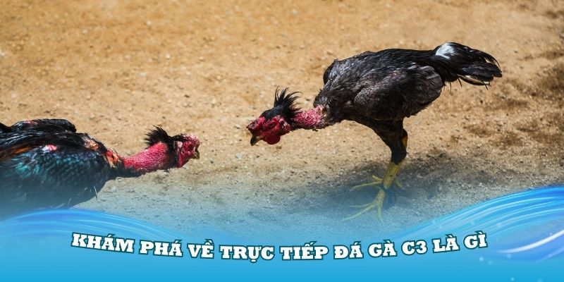 Trực tiếp đá gà C3 là gì?